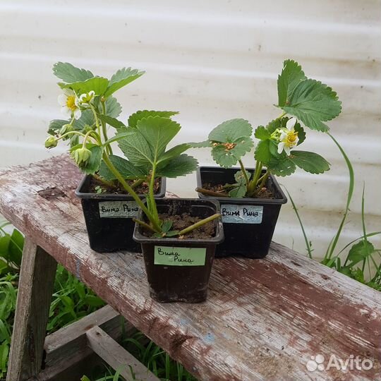 Рассада клубники (укорененные усы)