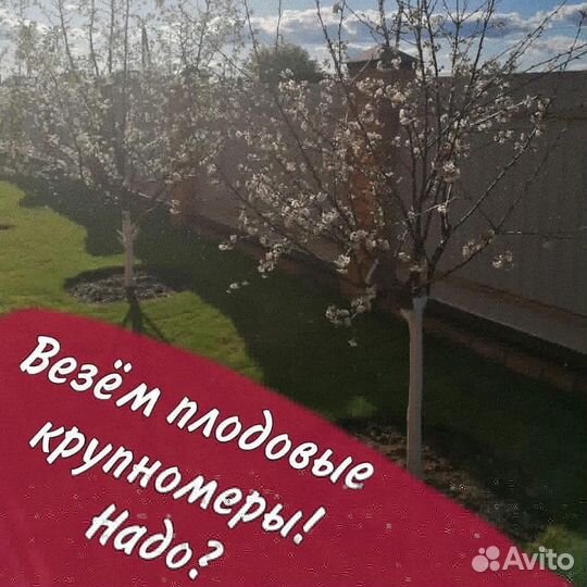 Саженцы, плодовые крупномеры 4, 6, 7 лет. Декорати