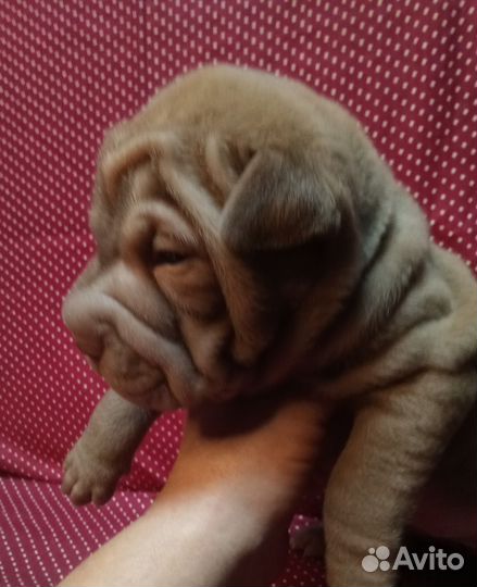 Щенки шарпея