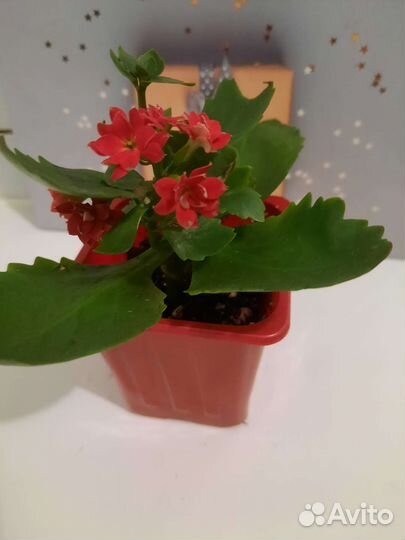 Каланхоэ цветущий