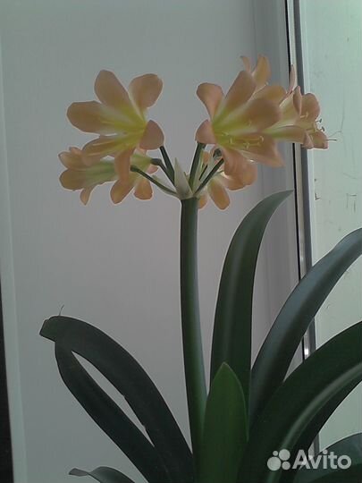 Комнатные цветы