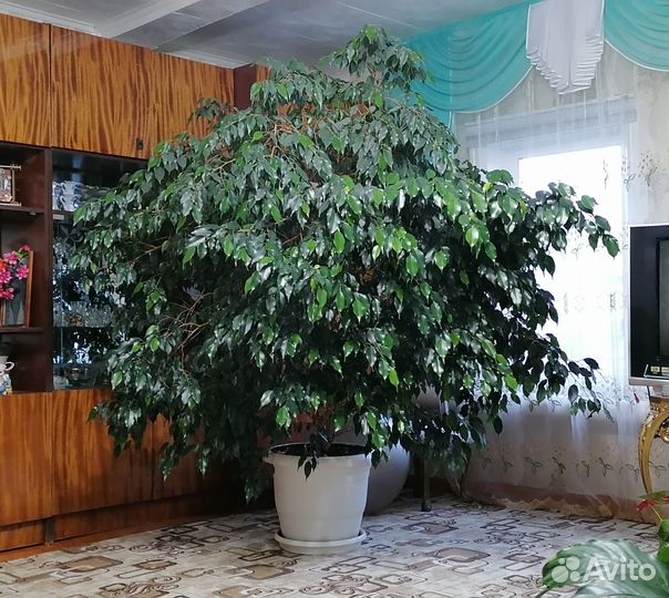 Фикус бенджамина большой