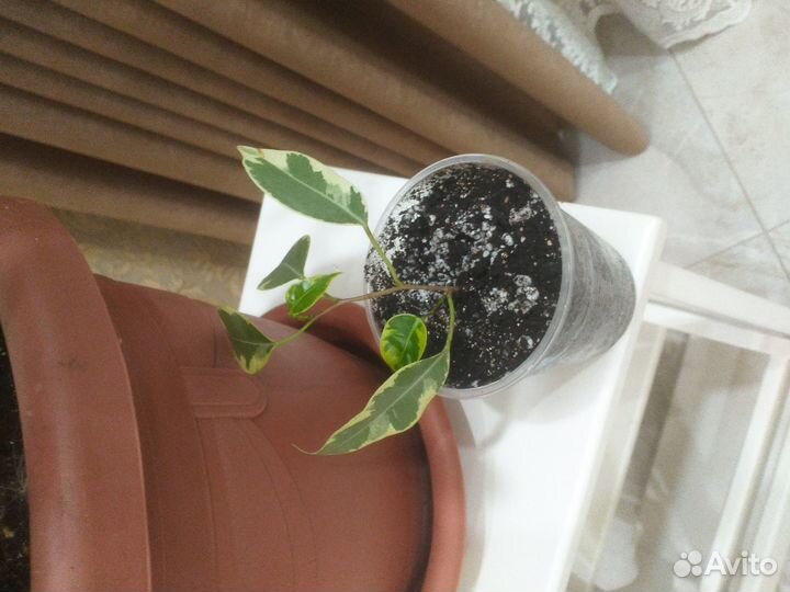 Фикус бенджамина