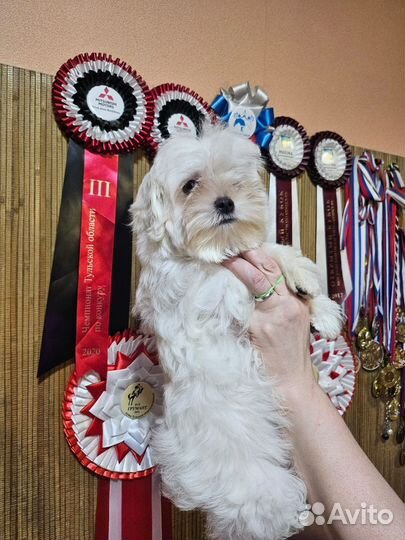 Мальтезе мальчик РКФ