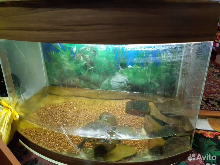 Аквариум