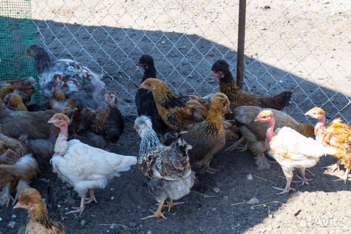 Инкубационное яйцо, цыплята на заказ