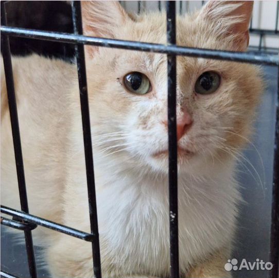 Персиково-белый кот из фронтовой зоны ищет дом