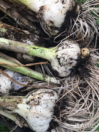 Чеснок Рокамболь (Слоновий чеснок,Elephant garlic)