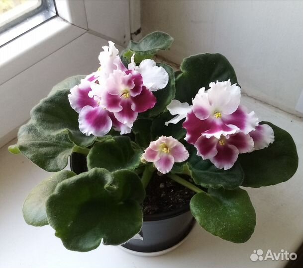 Фиалки сортовые