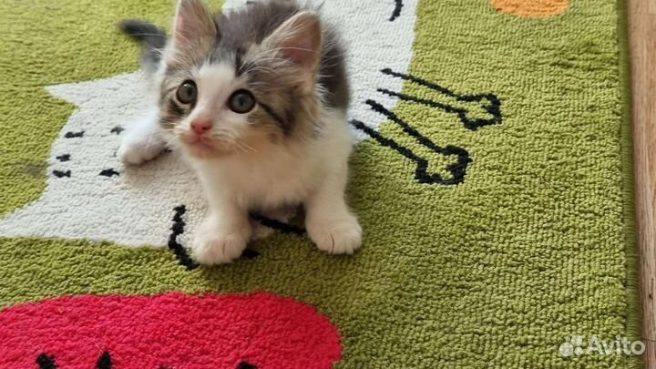 Котята в добрые руки приучены к лотку