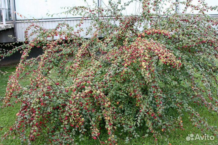 Кизильник млечный