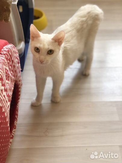 Подарите Белочке Дом