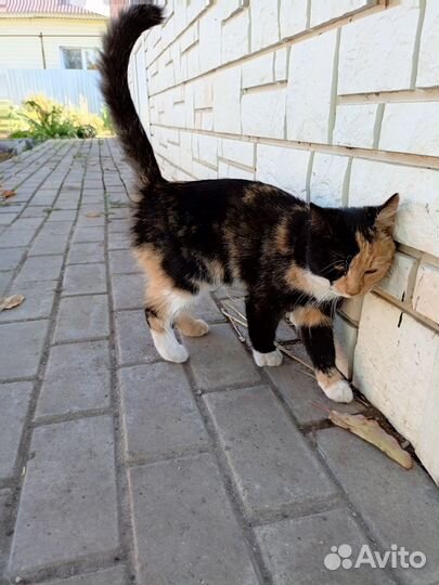 Котёнок трёхцветная