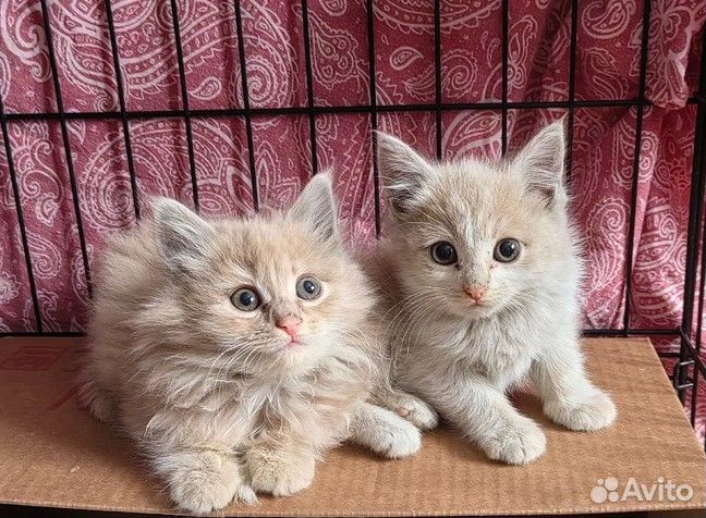 Отдам в добрые руки