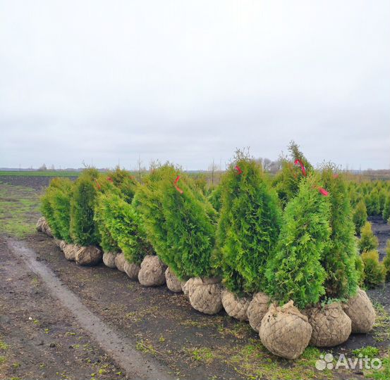 Туя Колумна. Оптом из питомника