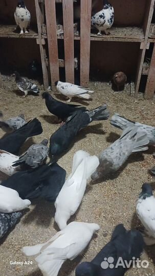 Продажа бакинских голубей