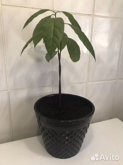 Дерево авокадо дуплекс