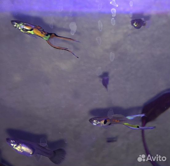 Мальки ассорти: Гуппи Синяя московская, Эндлера