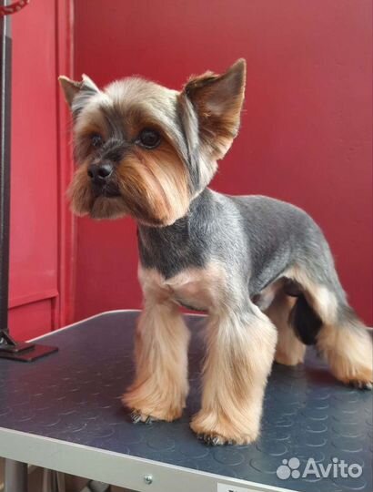 Грумер стрижка собак