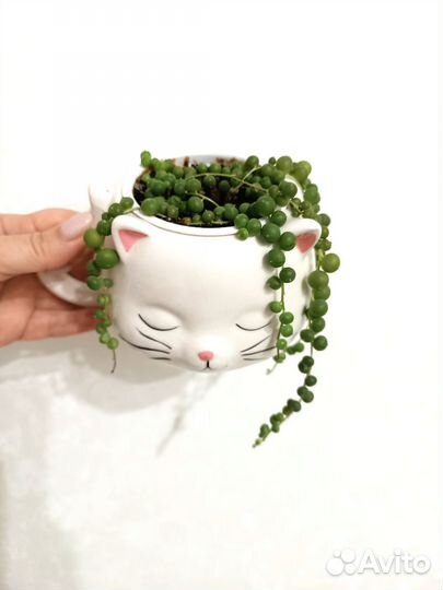 Крестовник роули,роули вариегатный