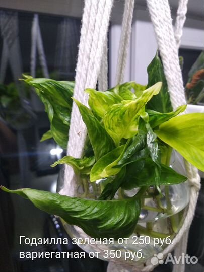 Эпипремнумы и сциндапсусы