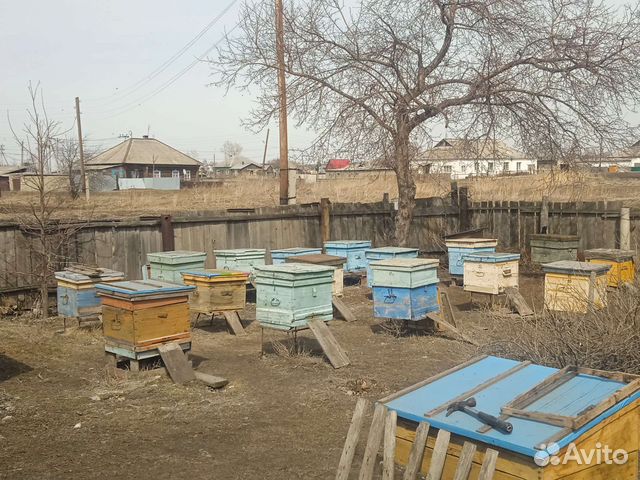 Улей с пчелами