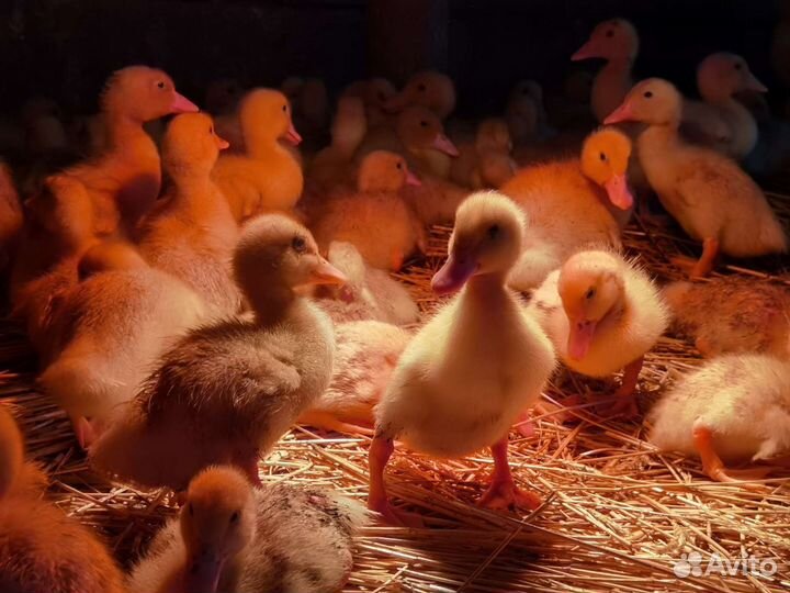 Утята бройлерные подрощенные в Башкирии