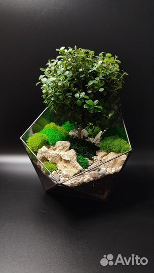 Флорариум подарок для девушки