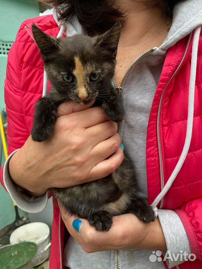 Рыжий мальчик и черная девочка ищут дом