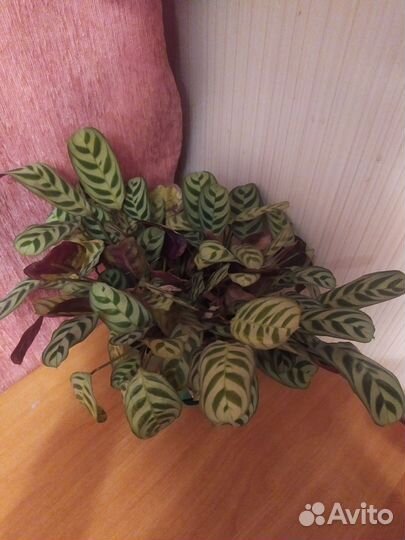 Калатея Микояна