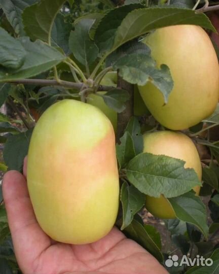 Яблоня Синап белый