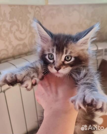 Мейнкун маличик полидакт 77х77