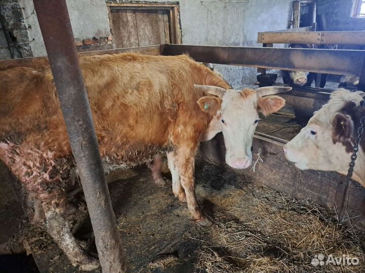 Бык племенной + коровы