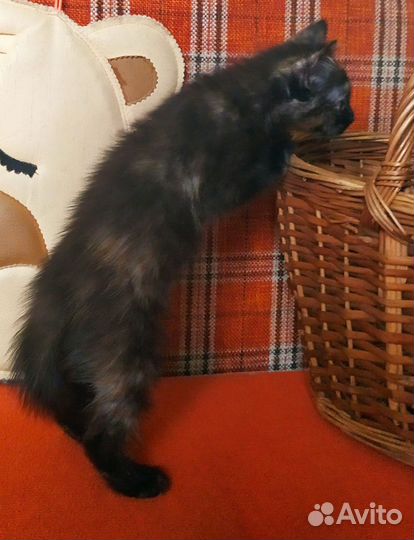 Очаровательные котята