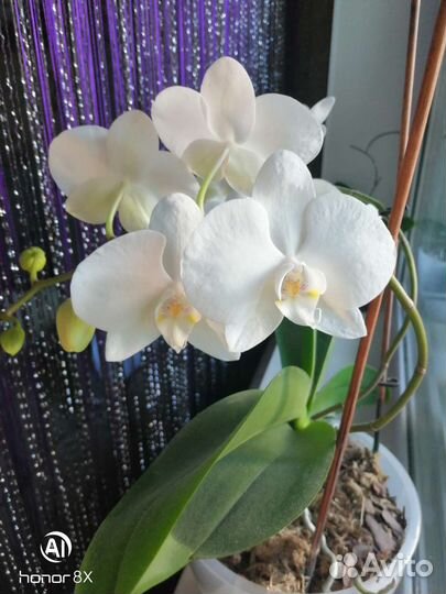 Комнатные цветы орхидеи