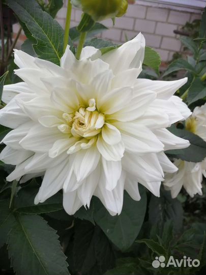 Георгины клубни