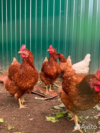Куры молодки несушки
