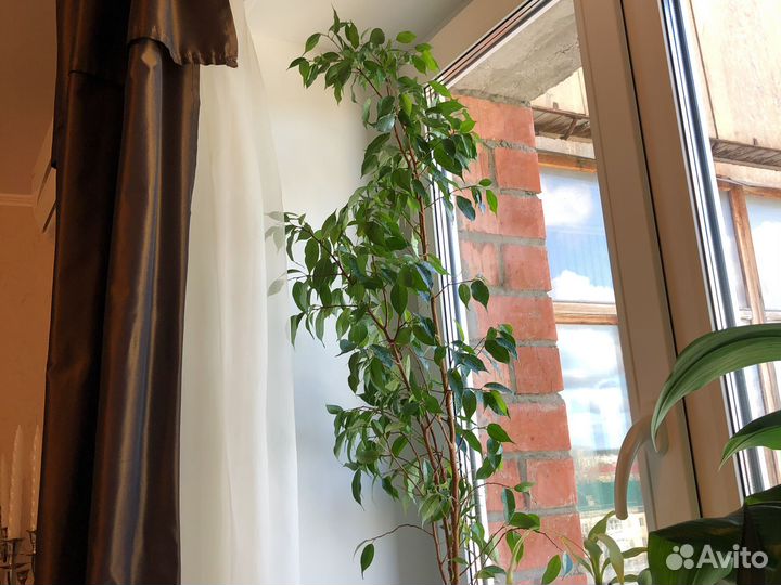 Фикус бенджамина