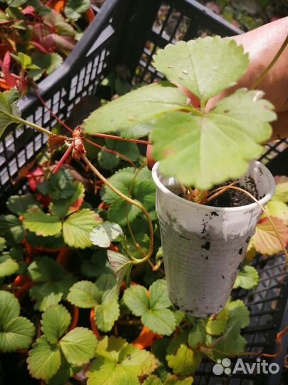 Саженцы клубники