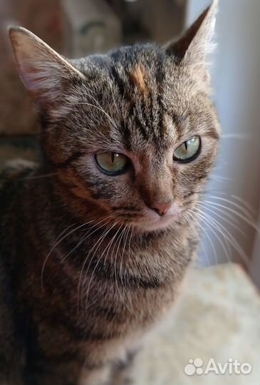 Молодая кошечка