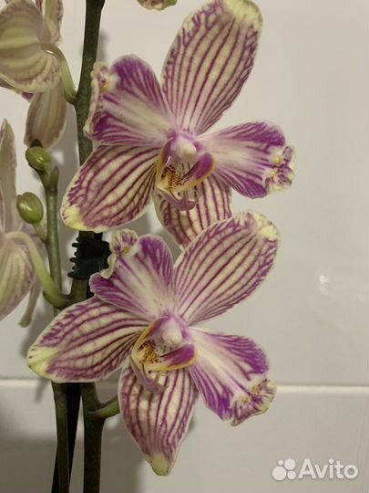 Орхидея фаленопсис бабулетка Торино (бантик)