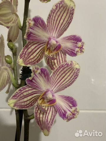 Орхидея фаленопсис бабулетка Торино (бантик)