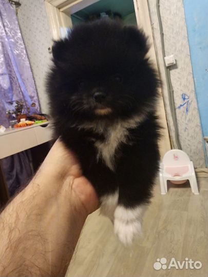 Щенки померанского шпица
