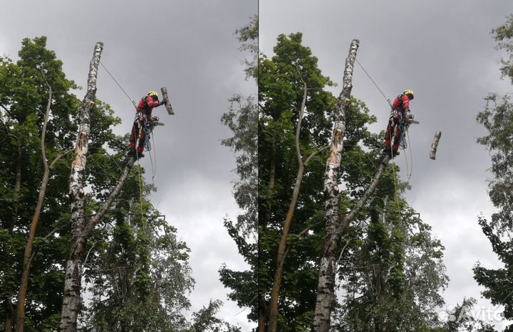 Обрезка Спил Удаление деревьев любой сложности