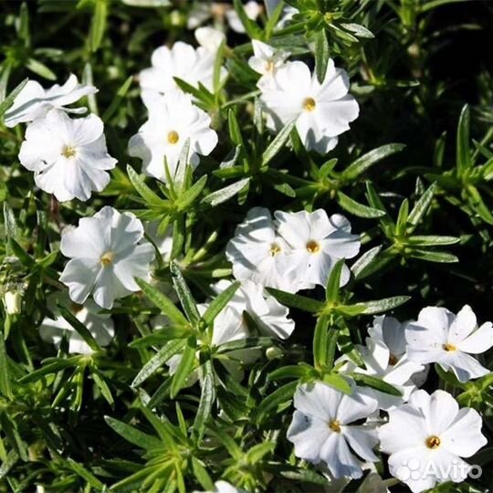 Флокс шиловидный White delight