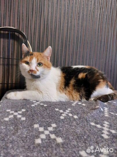Очень ласковая трехцветная молодая кошка