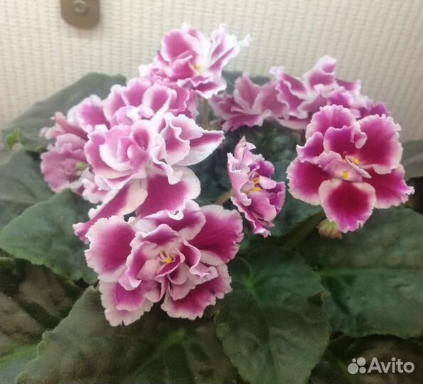 Сортовые фиалки