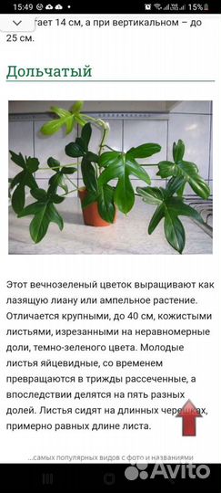 Филодендроны и сциндаптусы