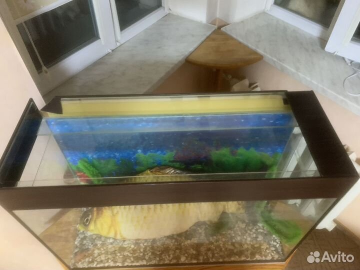Аквариум