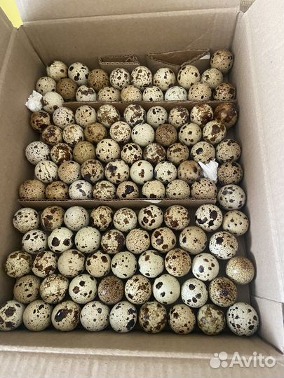 Яйца перепелиные, Инкубационное яйцо перепелов